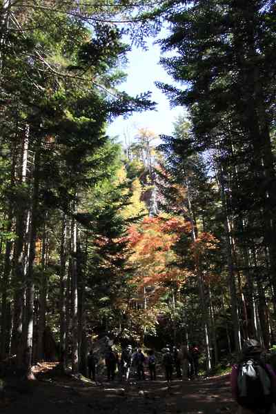 日光白根山ロープウエイ山頂駅自然観察コース