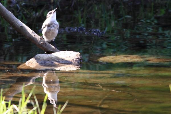 オナガの水飲み