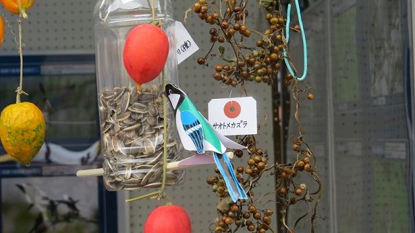 庭に鳥を呼ぶコーナー 3