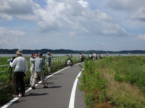 印旛沼での探鳥風景