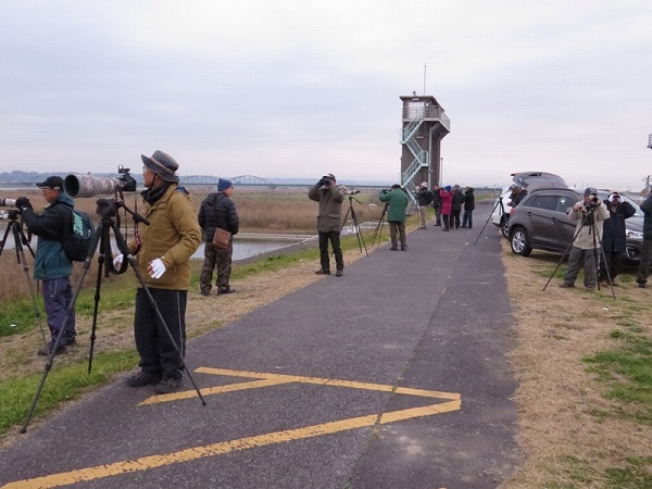 いつもの小見川堤防でタカを探す