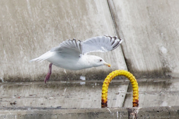 カナダカモメ