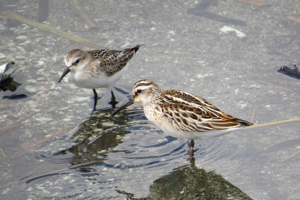 キリアイとトウネン