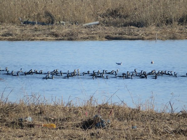 できた水場にはカワウが