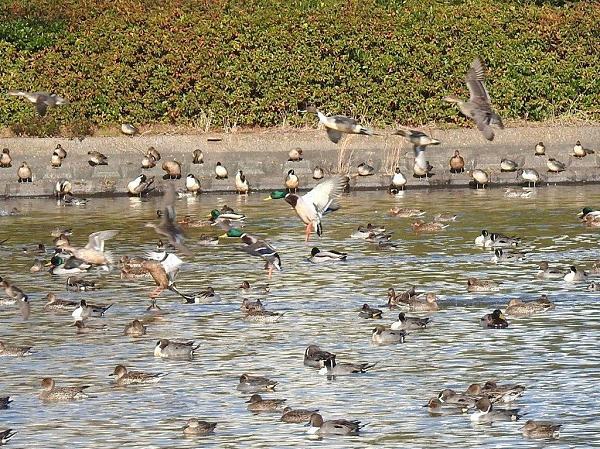 神之池はカモが多かった