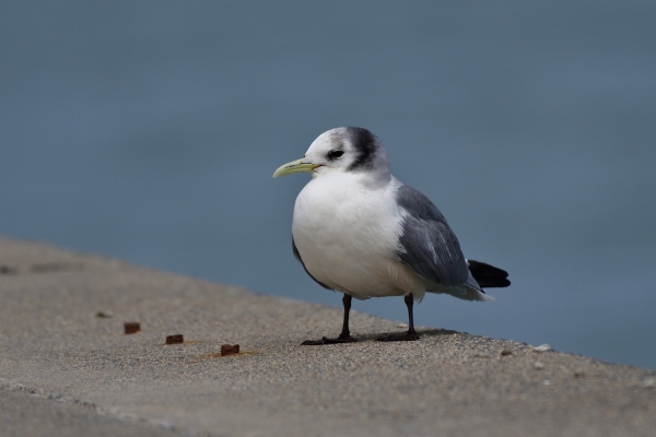 ミツユビカモメ ・ 銚子漁港