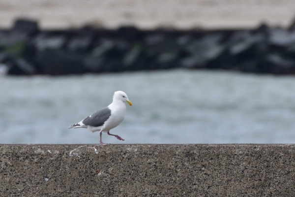 ワシカモメ ・ 銚子漁港