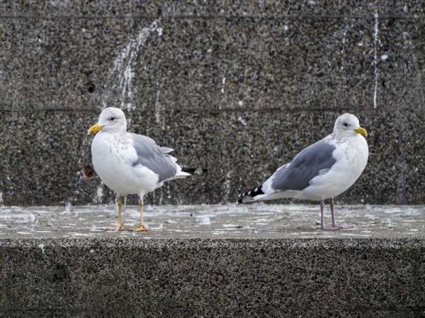ニシセグロカモメとセグロカモメ ・ 波崎漁港