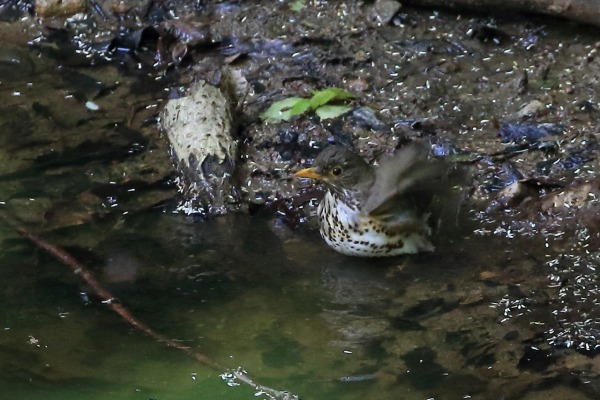 クロツグミ♀