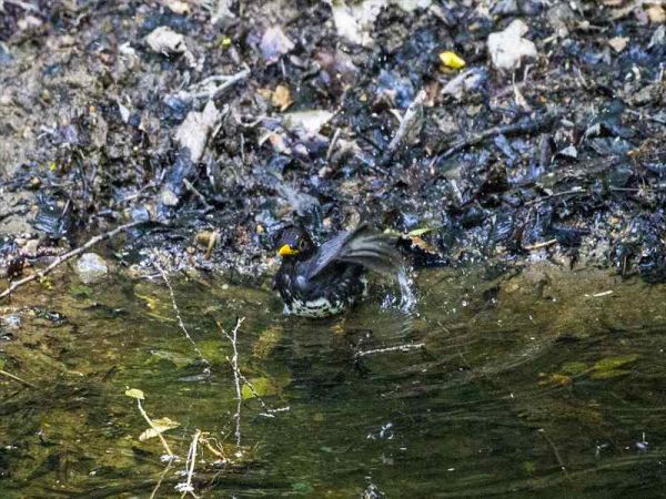水浴びするクロツグミ