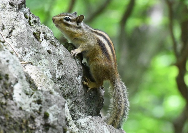 エゾシマリス