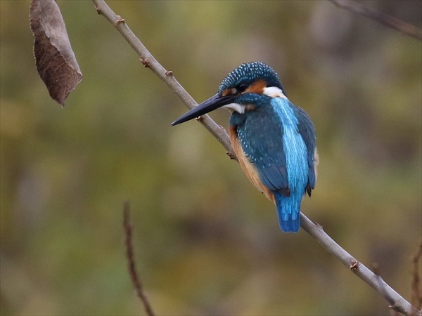 カワセミ♂