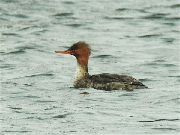 ウミアイサ♀