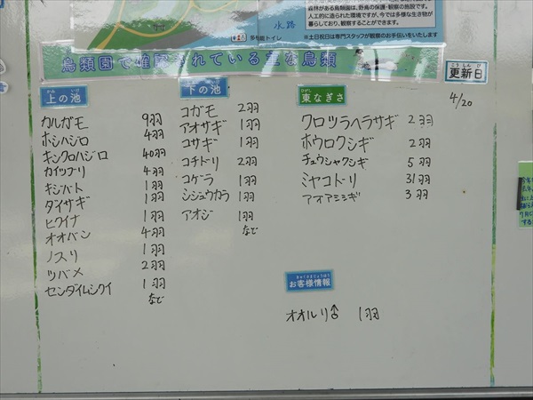 午前中の鳥観察情報