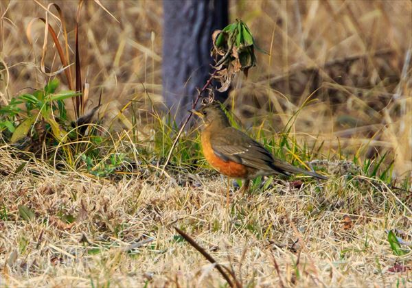 アカハラ(和田公園)