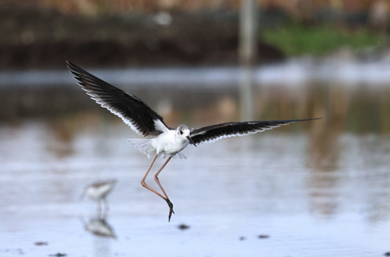 セイタカシギ(w)