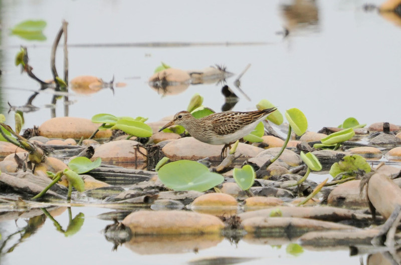 アメリカウズラシギ(f)